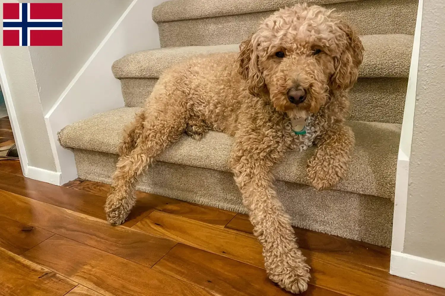 Read more about the article Australian Labradoodle breeders and puppies in Norway