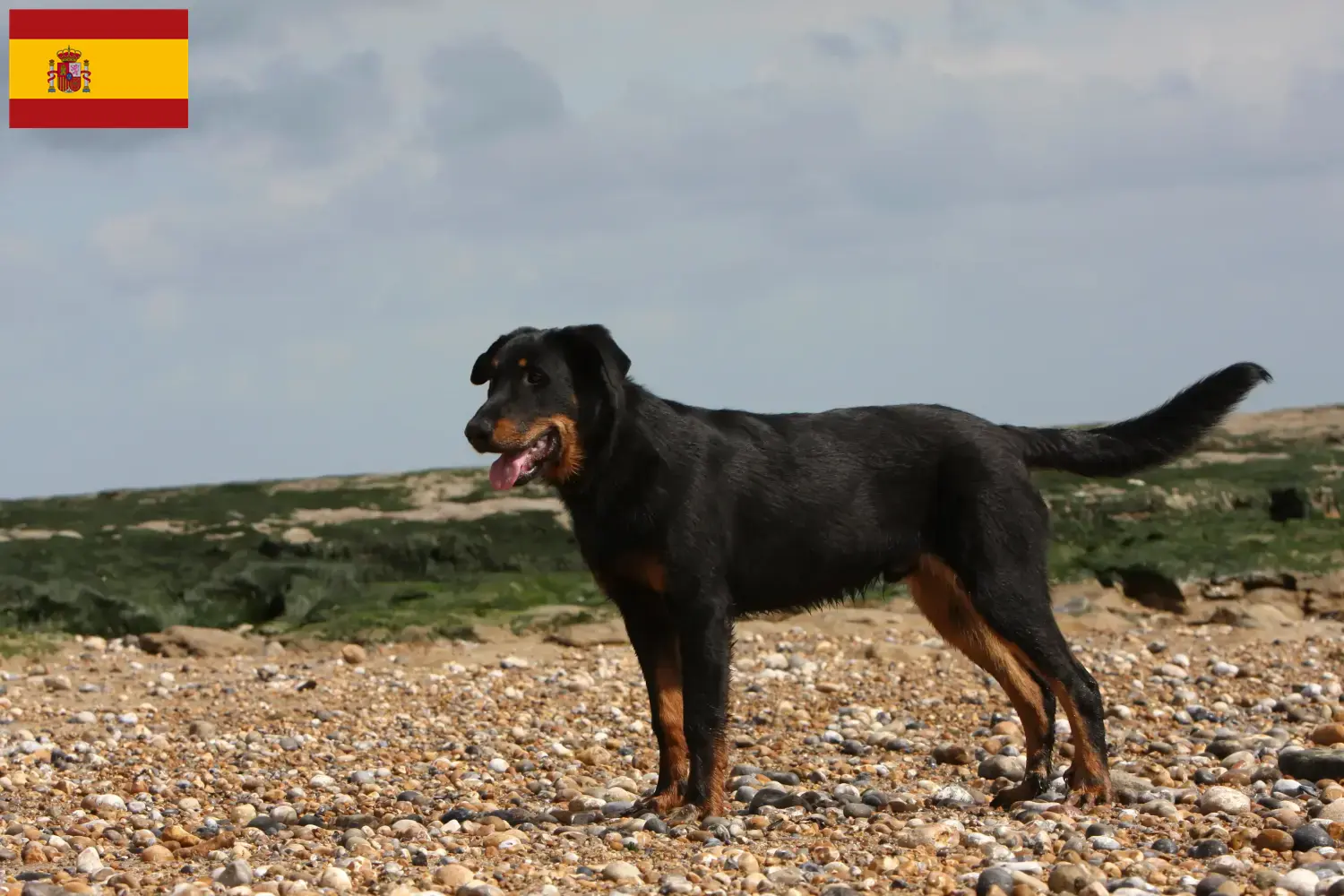 Read more about the article Beauceron breeders and puppies in Spain