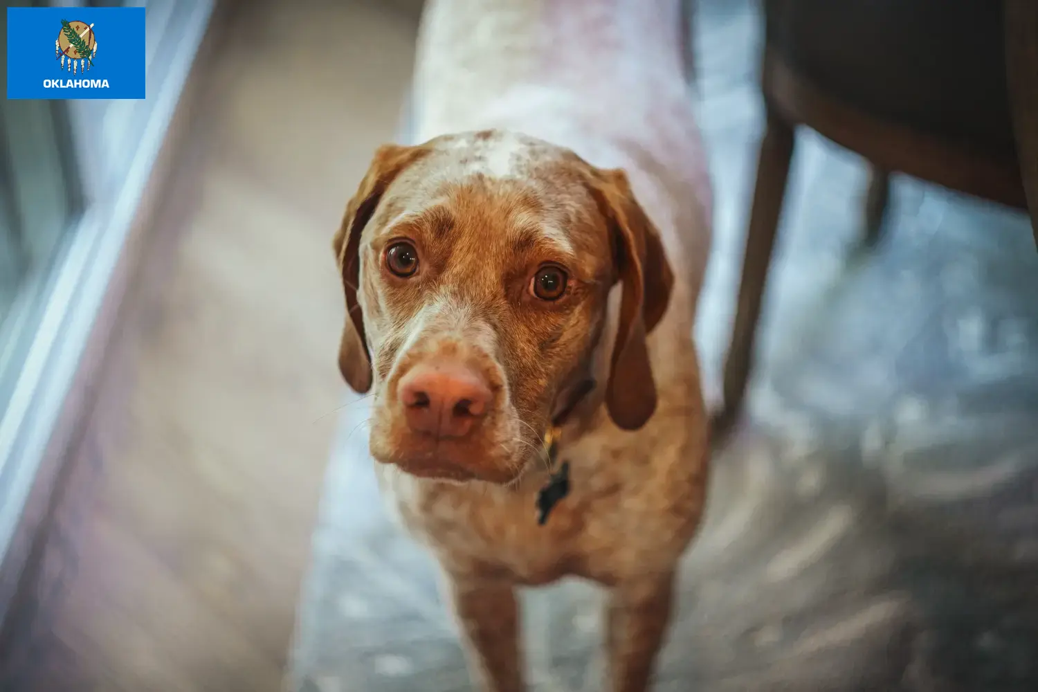 Read more about the article Braque du Bourbonnais breeders and puppies in Oklahoma
