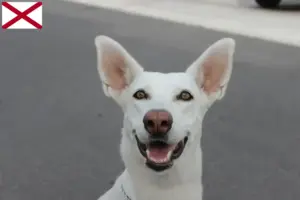 Read more about the article Canaan Dog Breeder and Puppies in Alabama