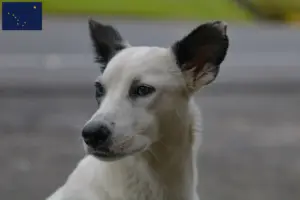 Read more about the article Canaan Dog Breeders and Puppies in Alaska
