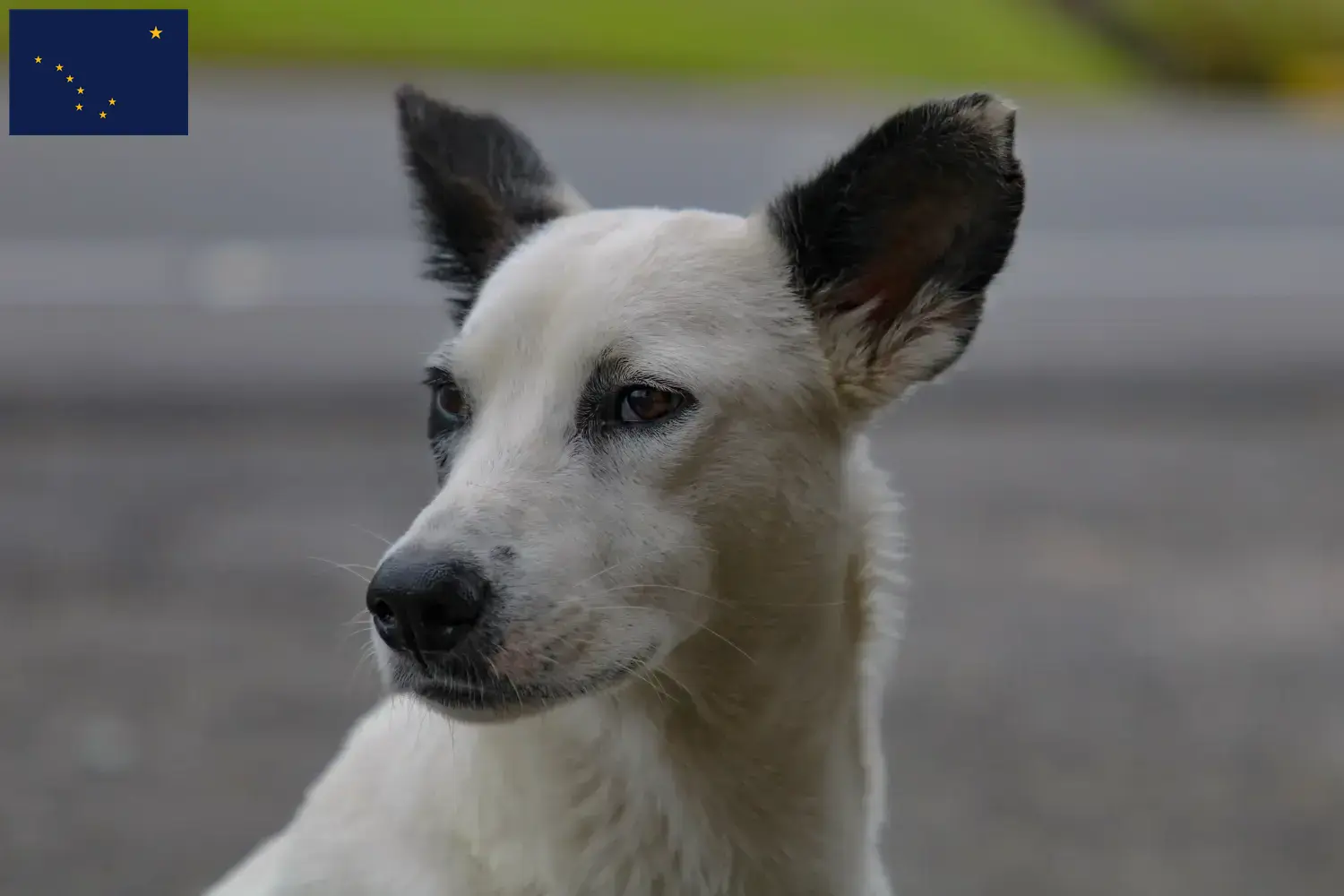 Canaan Dog Puppies and Breeder Alaska Find Canaan Dog breeders in Alaska.