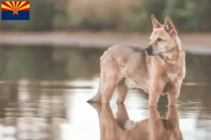 Read more about the article Canaan Dog Breeder and Puppies in Arizona