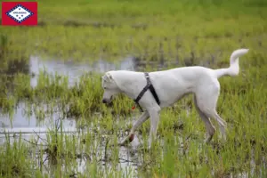 Read more about the article Canaan Dog Breeders and Puppies in Arkansas