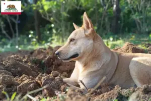 Read more about the article Canaan Dog Breeder and Puppies in California