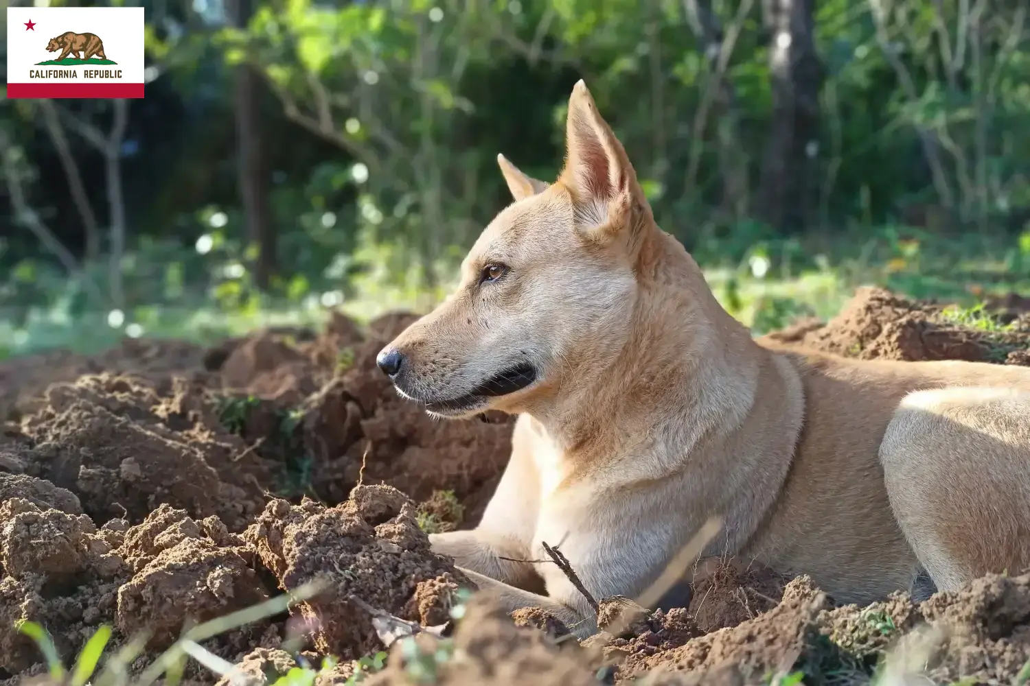 Read more about the article Canaan Dog Breeder and Puppies in California