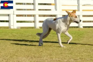 Read more about the article Canaan Dog Breeders and Puppies in Colorado