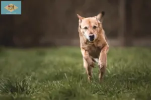 Read more about the article Canaan Dog Breeder and Puppies in Delaware