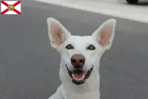 Read more about the article Canaan Dog Breeder and Puppies in Florida
