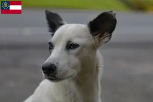 Read more about the article Canaan Dog Breeder and Puppies in Georgia