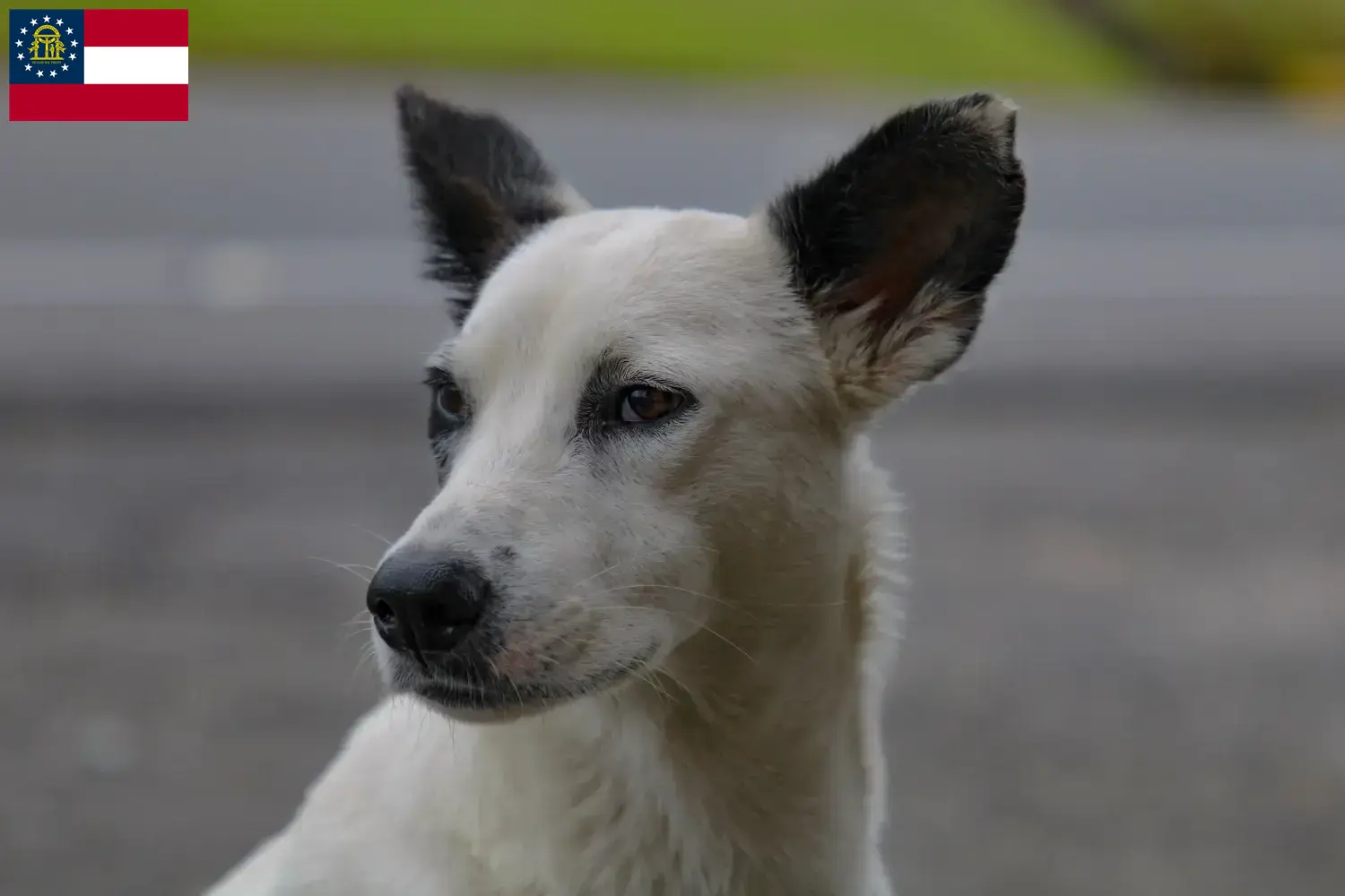 Canaan Dog Puppies and Breeder Georgia Find Canaan dog breeders in Georgia.