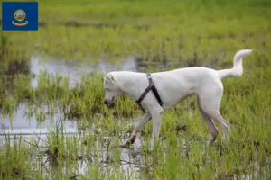 Read more about the article Canaan Dog Breeders and Puppies in Idaho