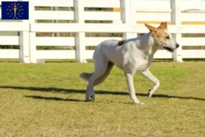 Read more about the article Canaan Dog Breeders and Puppies in Indiana