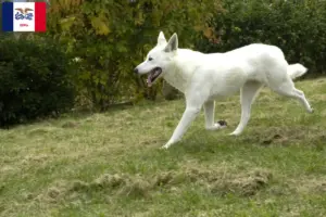 Read more about the article Canaan Dog Breeders and Puppies in Iowa