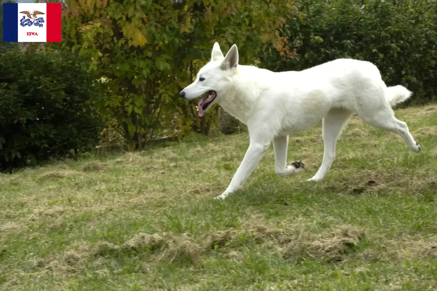 Canaan Dog Puppies and Breeder Iowa Find Canaan Dog breeders in Iowa here.