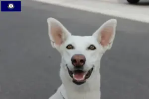Read more about the article Canaan Dog Breeder and Puppies in Kentucky