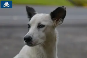 Read more about the article Canaan Dog Breeder and Puppies in Louisiana