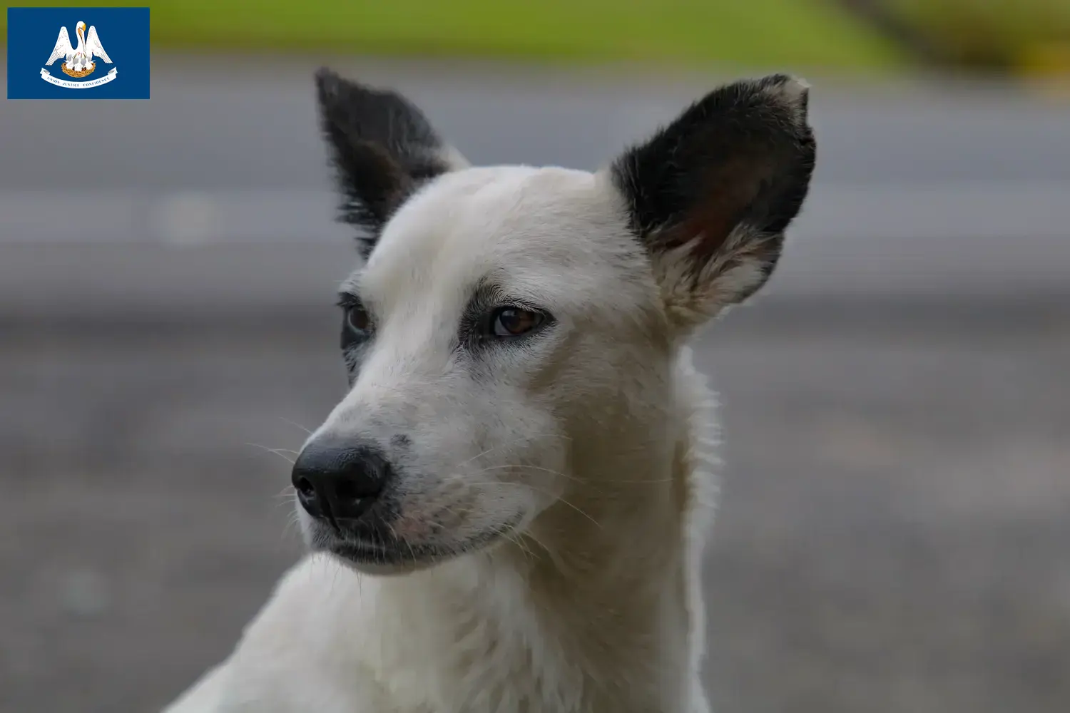 Canaan Dog Puppies and Breeder Louisiana Find Canaan Dog breeders in Louisiana.