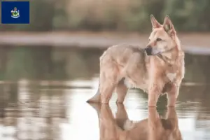 Read more about the article Canaan Dog Breeder and Puppies in Maine