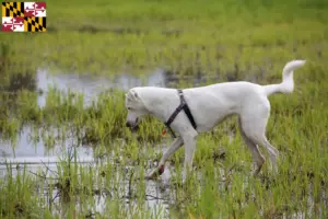 Read more about the article Canaan Dog Breeder and Puppies in Maryland