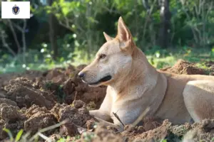Read more about the article Canaan Dog Breeders and Puppies in Massachusetts