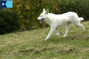 Read more about the article Canaan Dog Breeders and Puppies in Minnesota