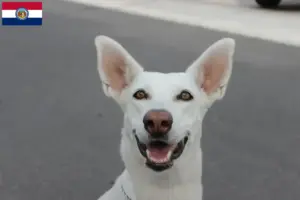 Read more about the article Canaan Dog Breeders and Puppies in Missouri