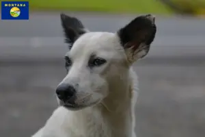 Read more about the article Canaan Dog Breeder and Puppies in Montana
