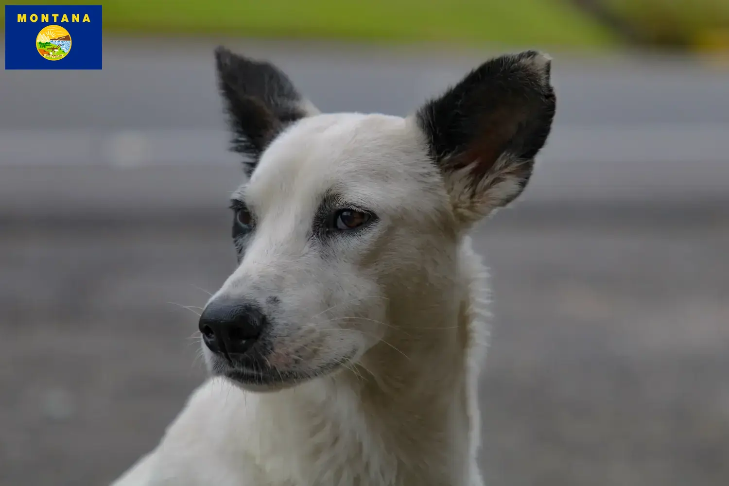 Canaan Dog Puppies and Breeder Montana Find Canaan Dog breeders in Montana.