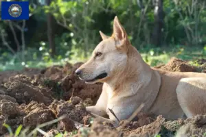 Read more about the article Canaan Dog Breeder and Puppies in New Hampshire