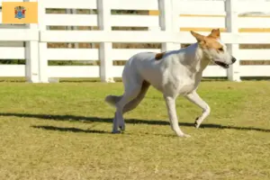 Read more about the article Canaan Dog Breeder and Puppies in New Jersey