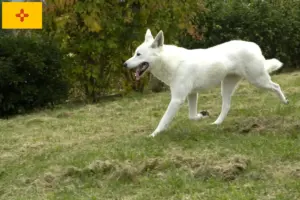 Read more about the article Canaan Dog Breeder and Puppies in New Mexico