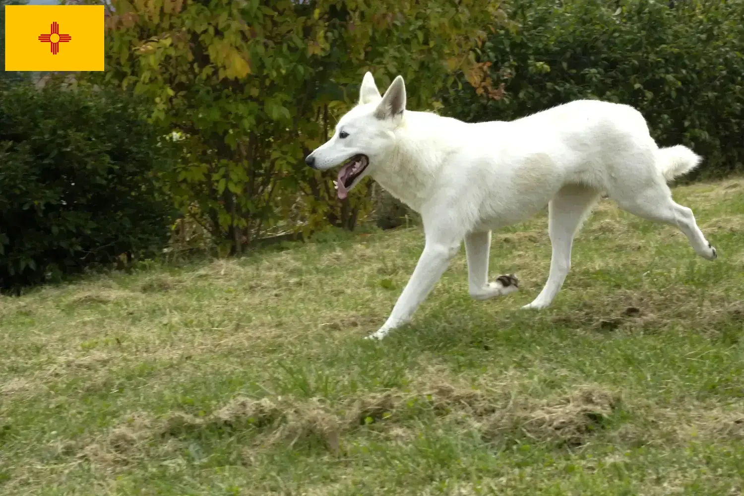 Canaan Dog Puppies and Breeder New Mexico Find Canaan Dog breeders in New Mexico.