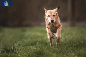 Read more about the article Canaan Dog Breeder and Puppies in New York