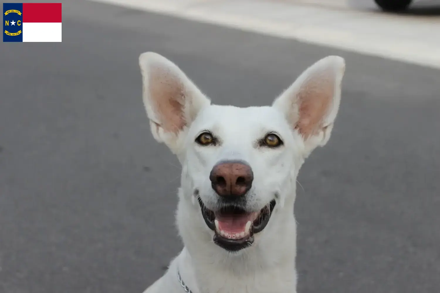 Canaan Dog Puppies and Breeder North Carolina Find Canaan Dog breeders in North Carolina.