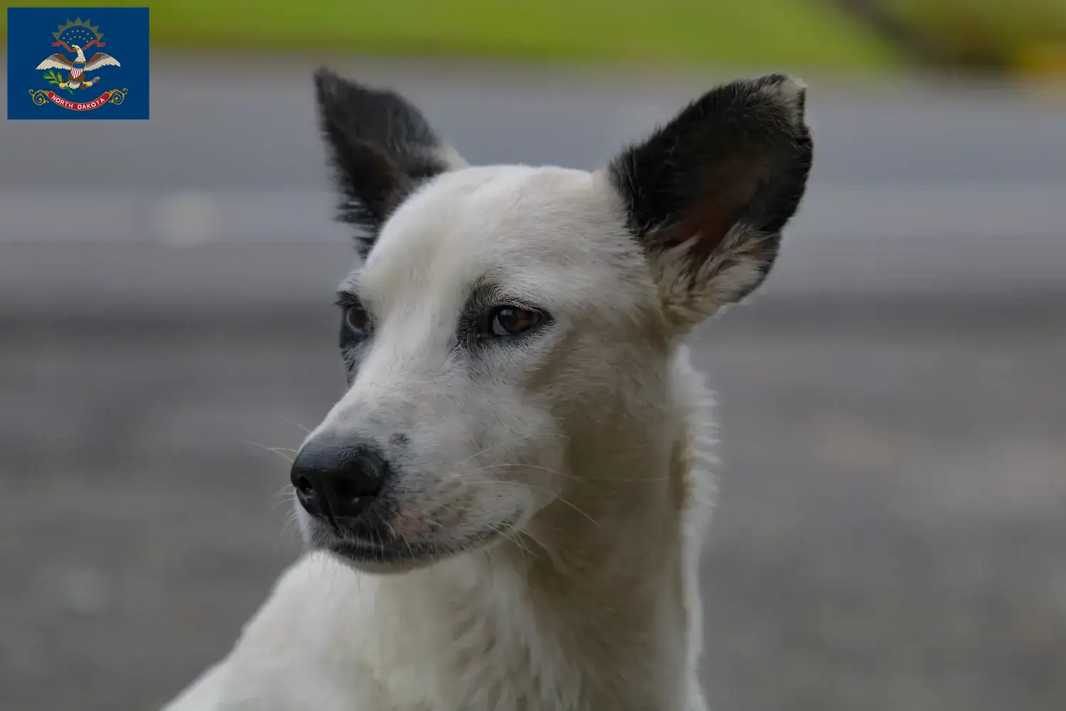 Canaan Dog Puppies and Breeder North Dakota Find Canaan Dog breeders in North Dakota.