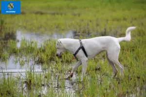 Read more about the article Canaan Dog Breeder and Puppies in Oklahoma