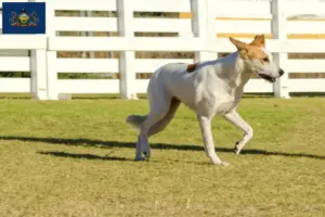 Read more about the article Canaan Dog Breeder and Puppies in Pennsylvania