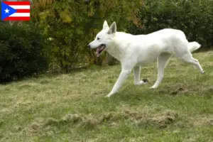 Read more about the article Canaan Dog Breeder and Puppies in Puerto Rico