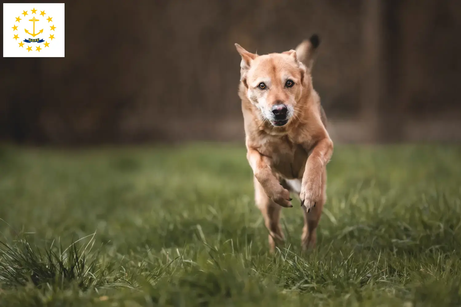 Canaan Dog Puppies and Breeder Rhode Island Find Canaan Dog breeders in Rhode Island.