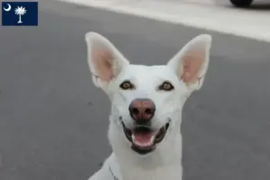 Read more about the article Canaan Dog Breeders and Puppies in South Carolina