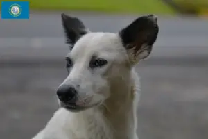 Read more about the article Canaan Dog Breeders and Puppies in South Dakota
