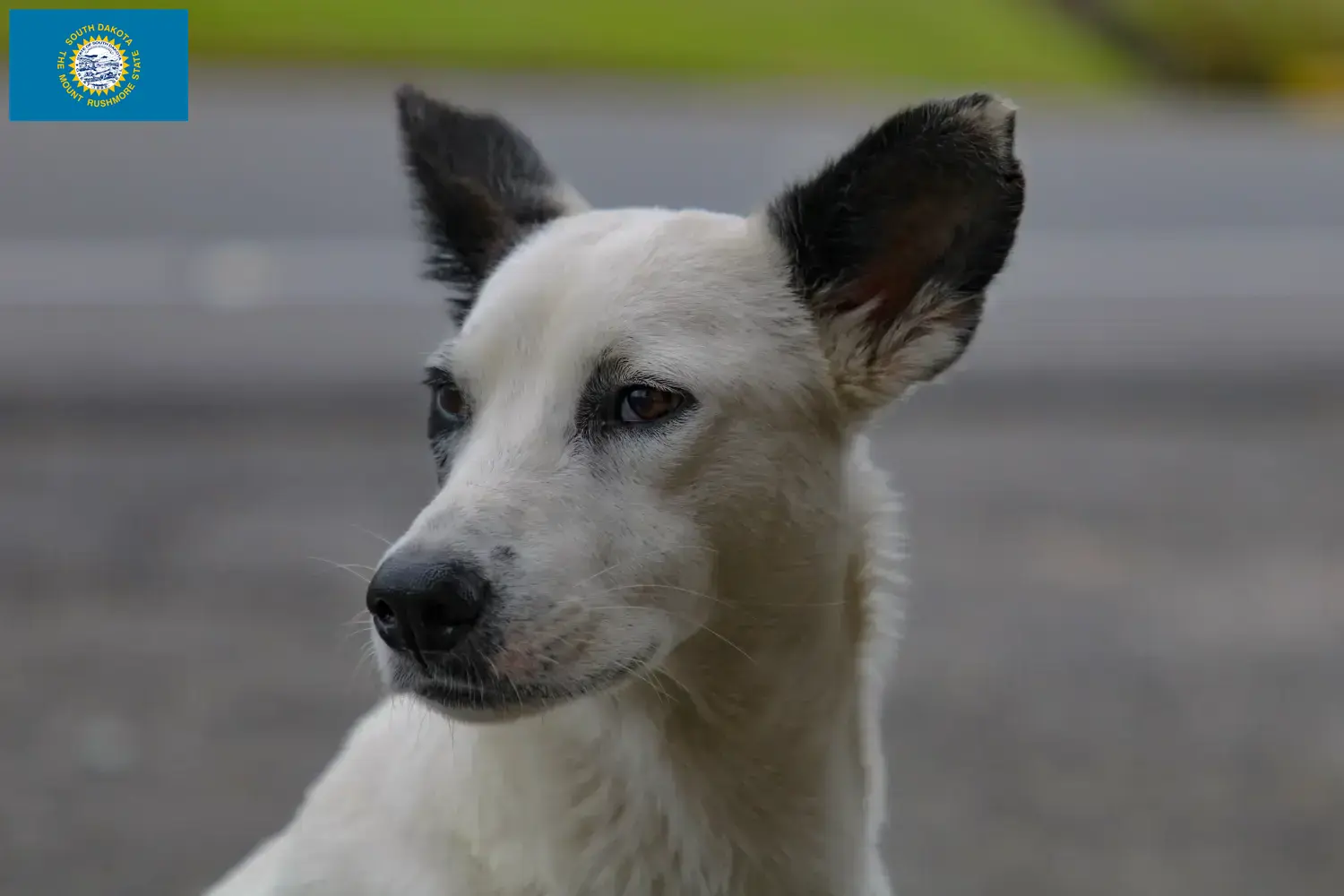 Read more about the article Canaan Dog Breeders and Puppies in South Dakota