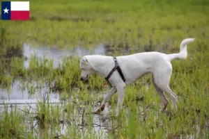 Read more about the article Canaan Dog Breeder and Puppies in Texas