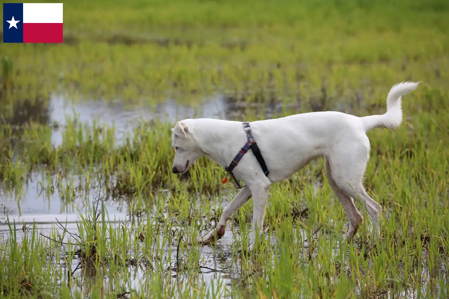 Canaan Dog Puppies and Breeder Texas Find Canaan Dog breeders in Texas here.
