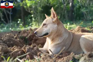 Read more about the article Canaan Dog Breeders and Puppies in Utah