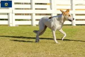 Read more about the article Canaan Dog Breeders and Puppies in Vermont