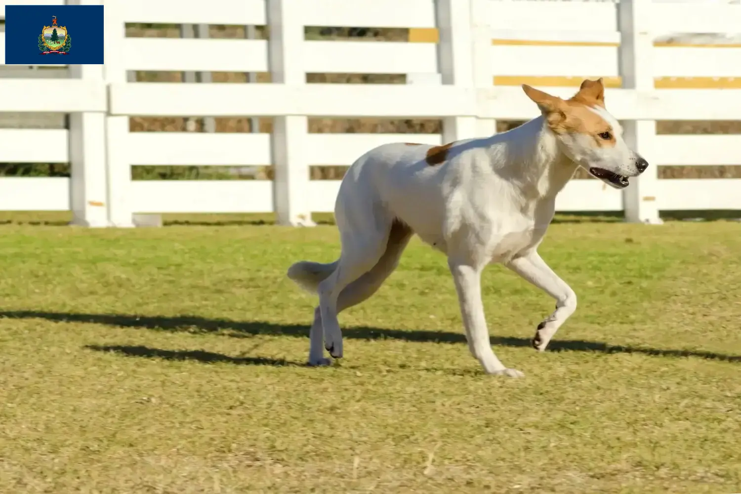 Canaan Dog Puppies and Breeder Vermont Find Canaan Dog breeders in Vermont.