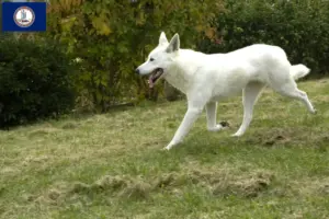 Read more about the article Canaan Dog Breeder and Puppies in Virginia