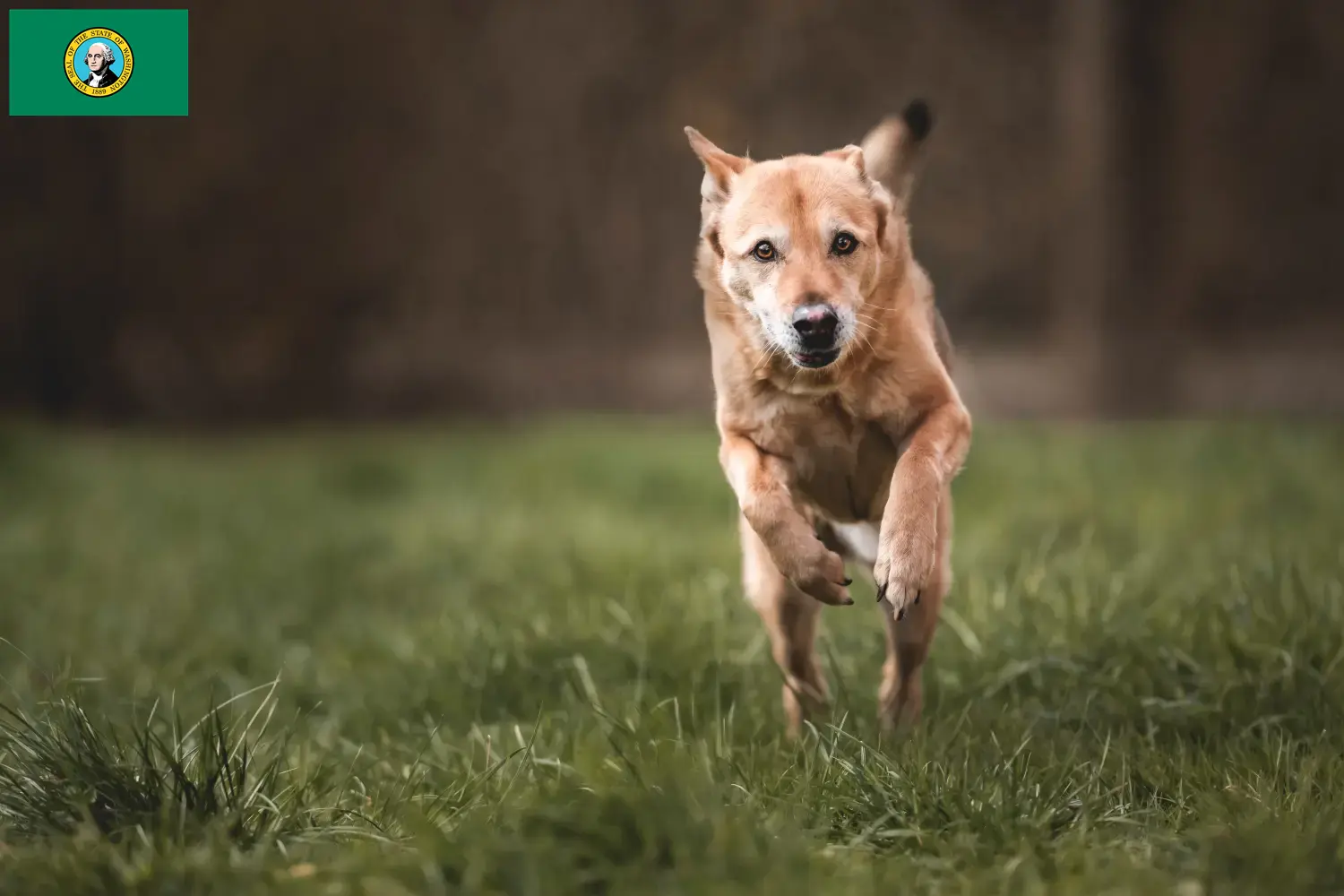 Read more about the article Canaan Dog Breeder and Puppies in Washington
